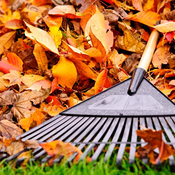 Yard Cleanup Services